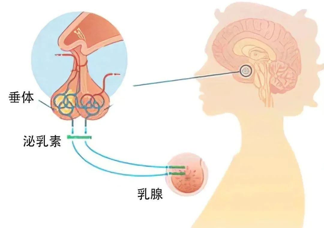 认识泌乳素：与乳腺密切相关的内分泌激素，你了解多少？