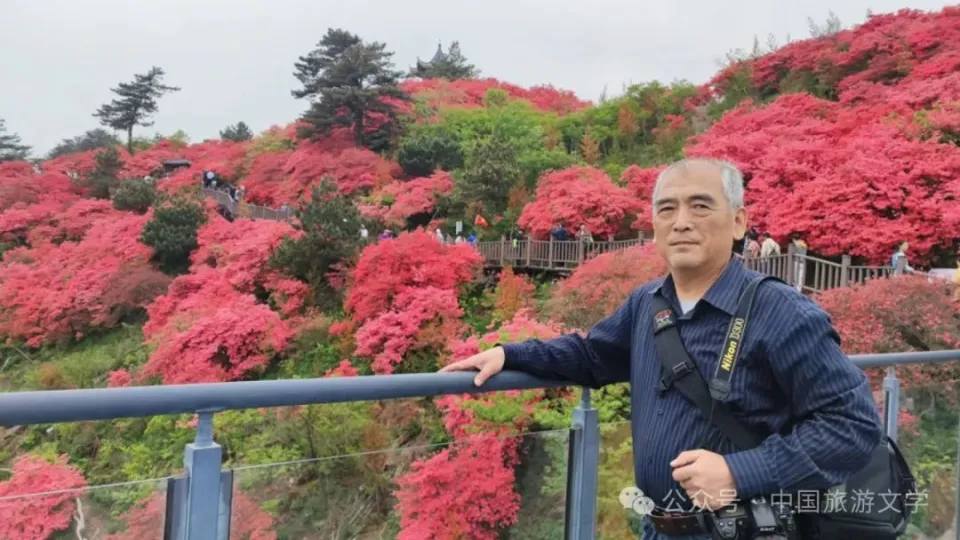 地方品种的优势 人间四月天麻城看杜鹃，龟峰山十万亩野生古杜鹃引客来