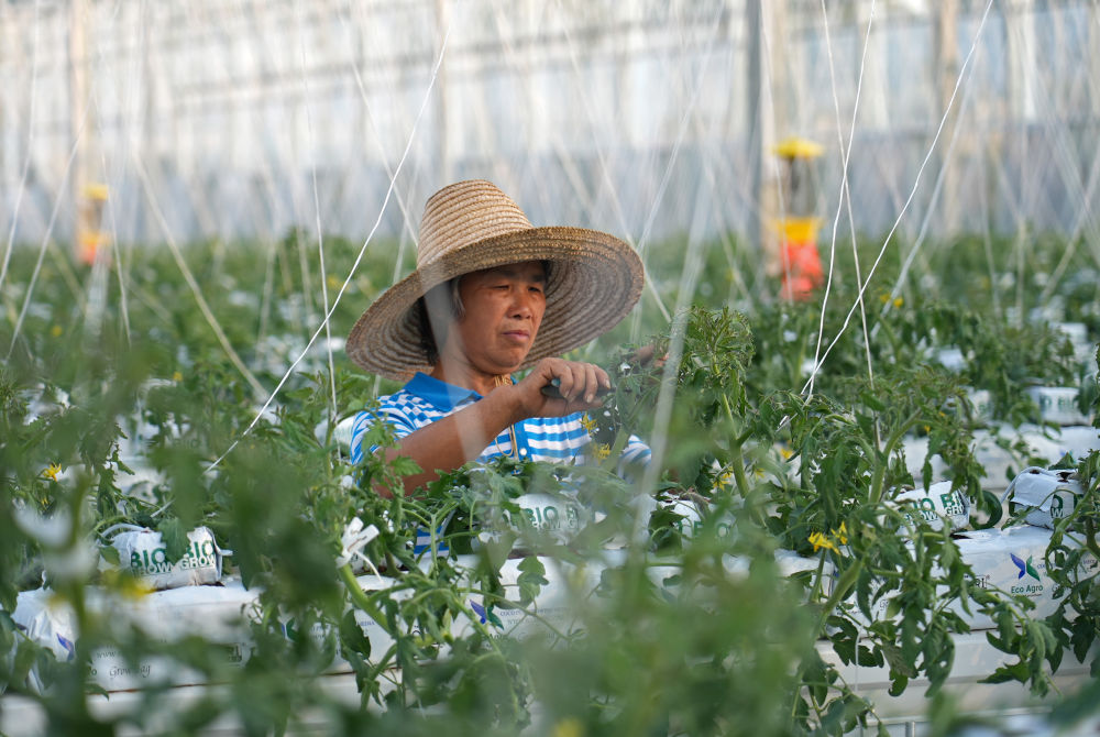 乡村振兴生态农业_江西于都县富硒产业_如何发展乡村旅游