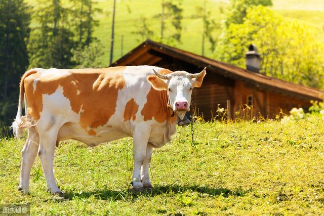 母牛产犊后的生理变化：产奶量与体重变化规律解析