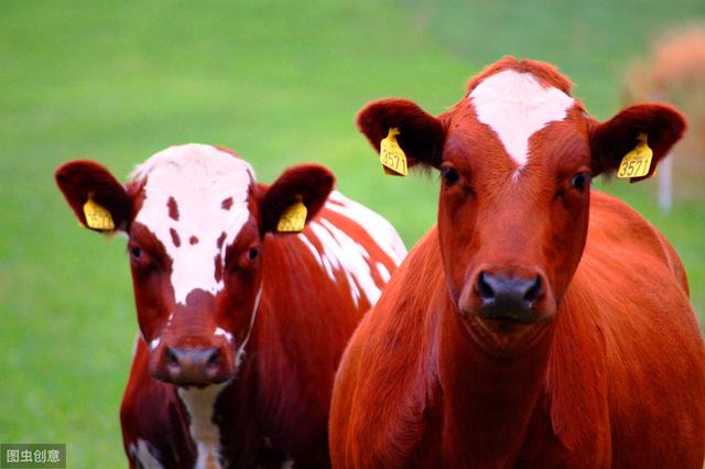 产后体重变化规律_什么是牛的泌乳期_母牛产奶量变化趋势