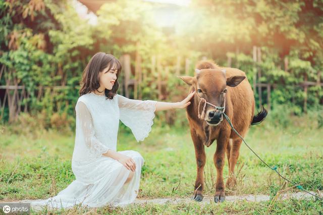 母牛产奶量变化趋势_什么是牛的泌乳期_产后体重变化规律