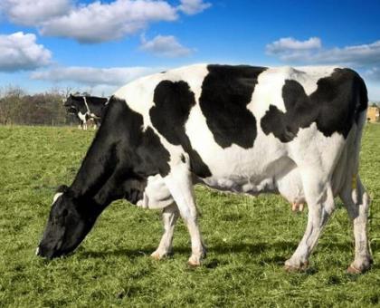 乳牛产犊后乳汁分泌及利用情况，牛初乳粉来源珍贵？