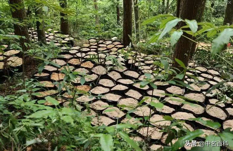 生财有道天麻种植视频_天麻种植条件_种天麻技术