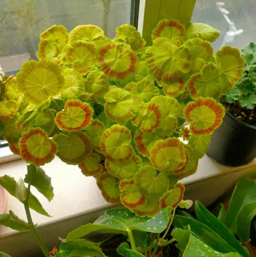 富贵满堂啥意思_养花招财吉祥植物_寓意金的花卉