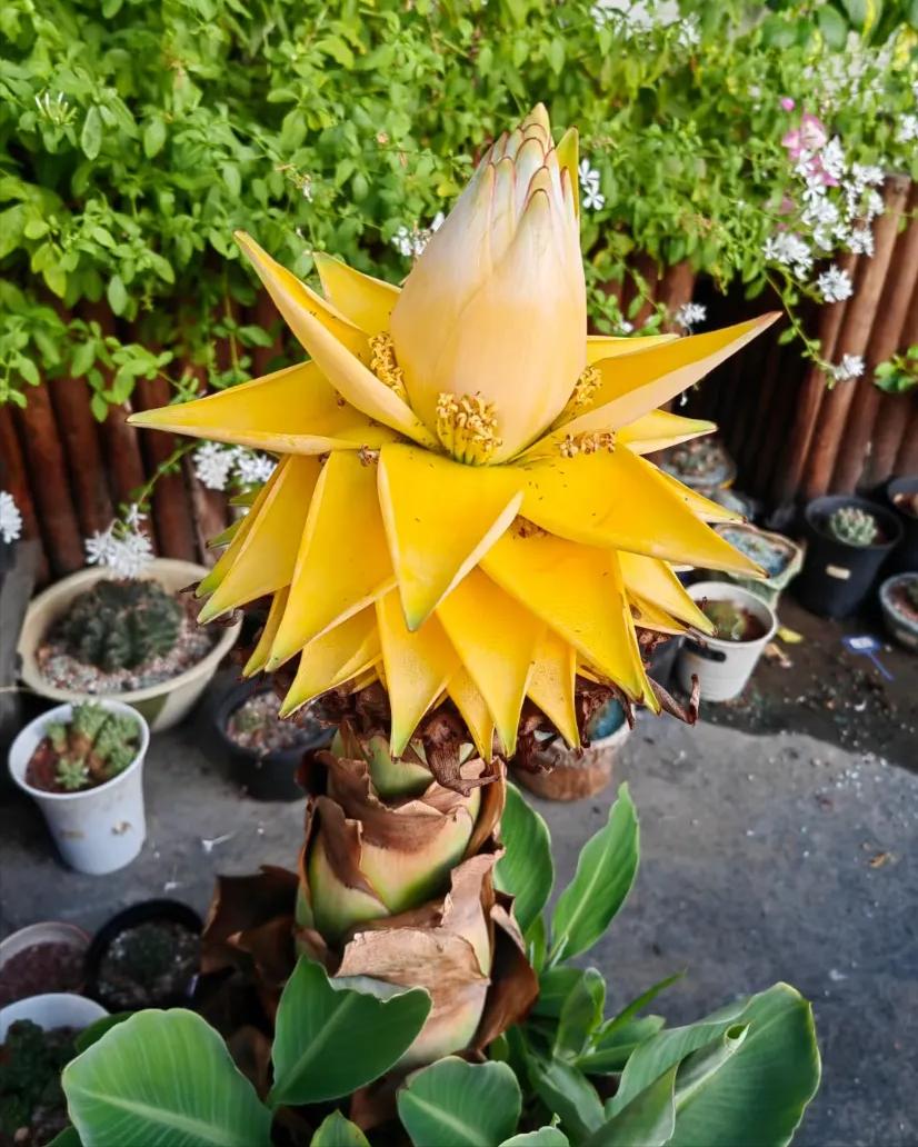 寓意金的花卉_富贵满堂啥意思_养花招财吉祥植物