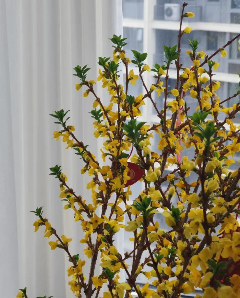 富贵满堂啥意思_养花招财吉祥植物_寓意金的花卉