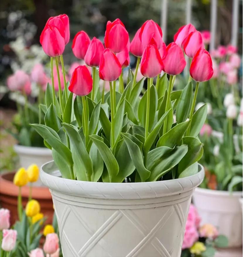 养花招财吉祥植物_寓意金的花卉_富贵满堂啥意思