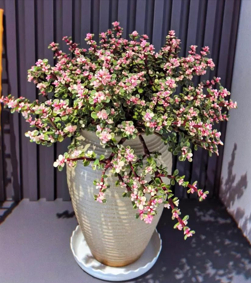 寓意金的花卉_养花招财吉祥植物_富贵满堂啥意思