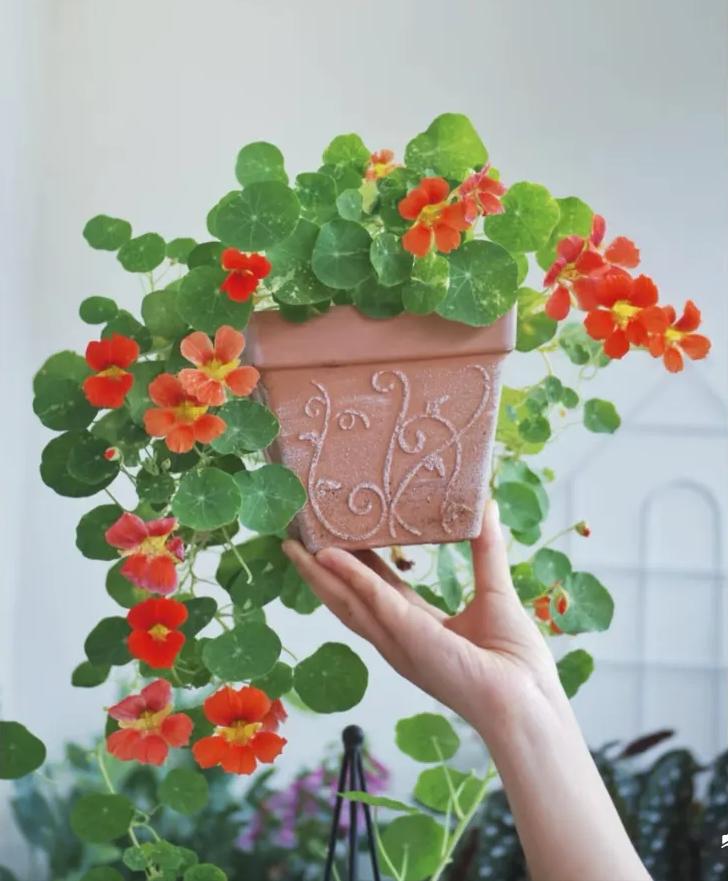 养花招财吉祥植物_富贵满堂啥意思_寓意金的花卉