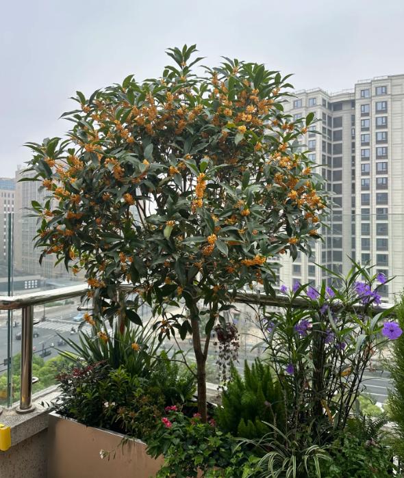 养好花六树开花不富也发_桂花树寓意富贵好养活_富贵满堂指的什么花