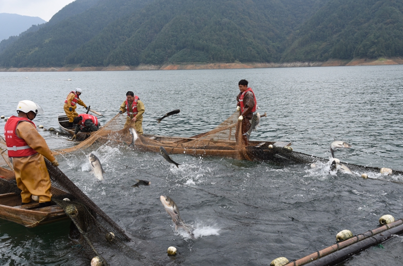 三板溪水库钓鱼攻略：生态花鲢丰收，钓鱼正当时